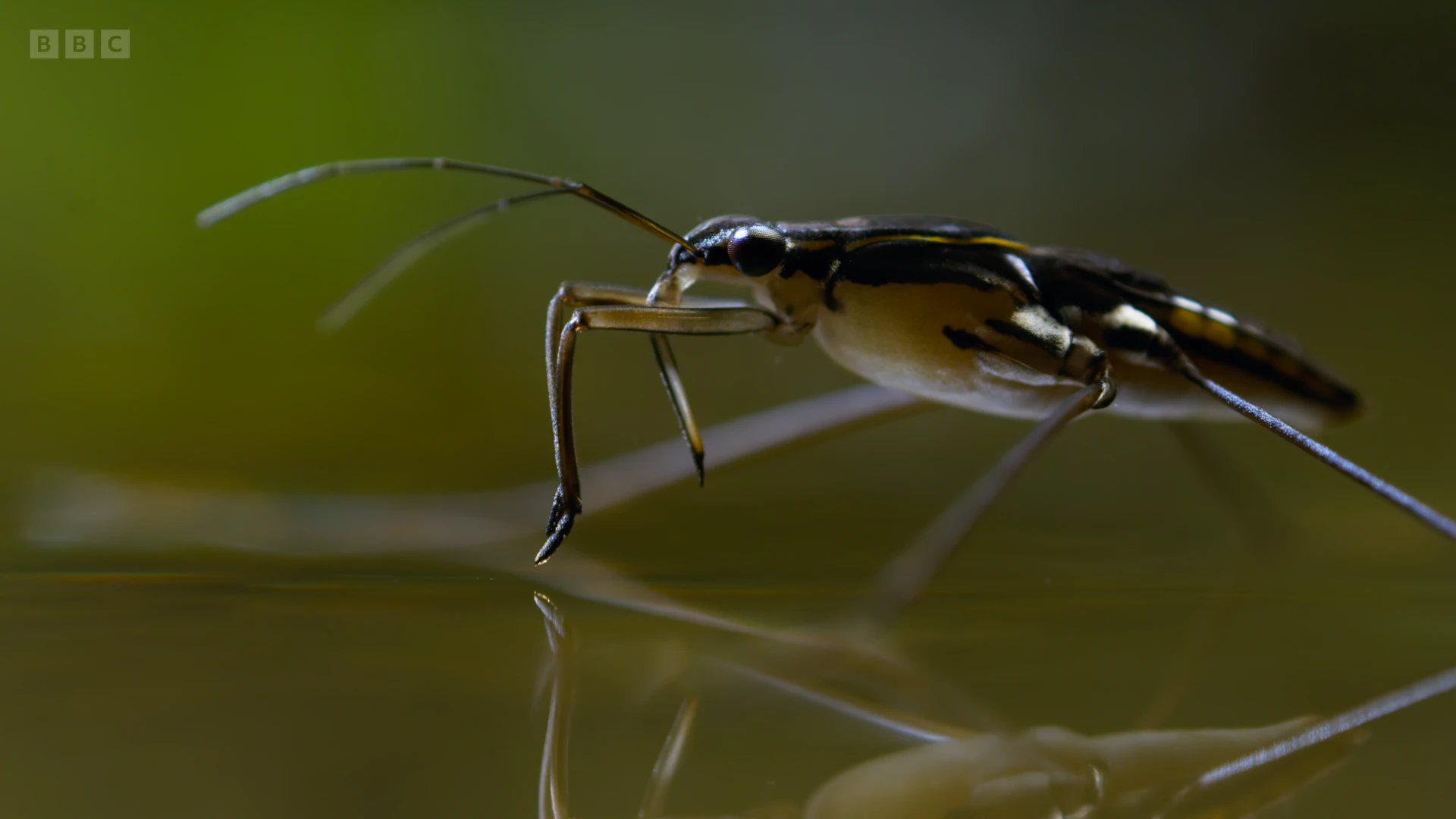 Pond skater sp. ([family Gerridae]) as shown in A Perfect Planet - Weather